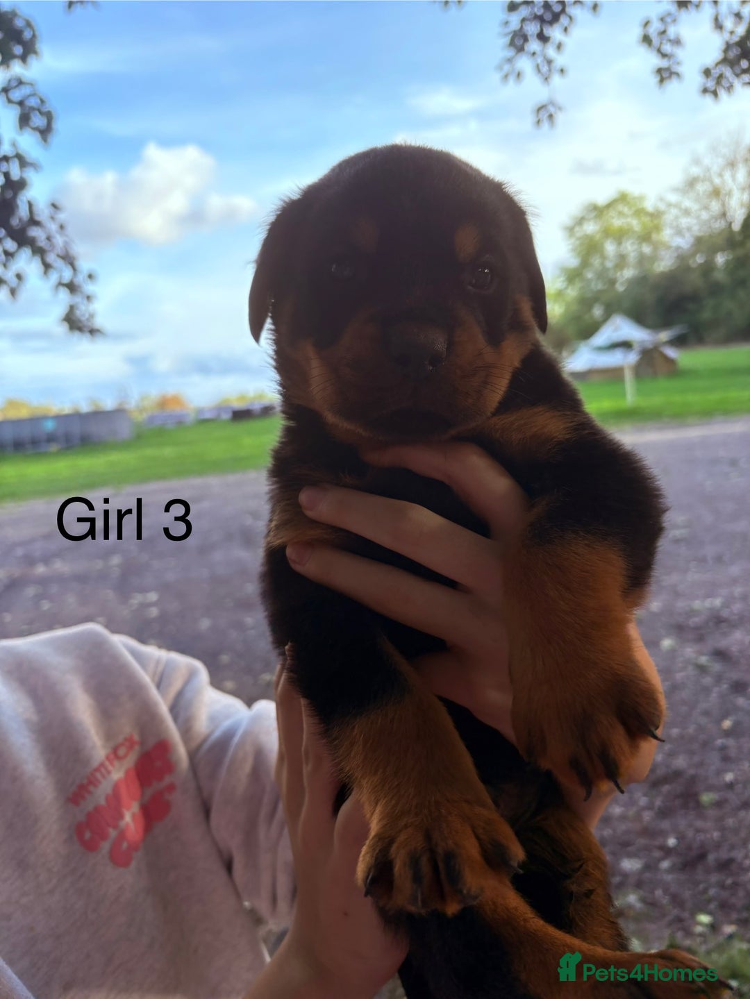 Rottweiler dogs for sale: Beautiful Rottweiler Pups, Ready this week! - Image 6