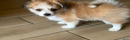 Pomeranian dogs for sale: Three Pomeranian puppies for sale in Preston - Advert 6