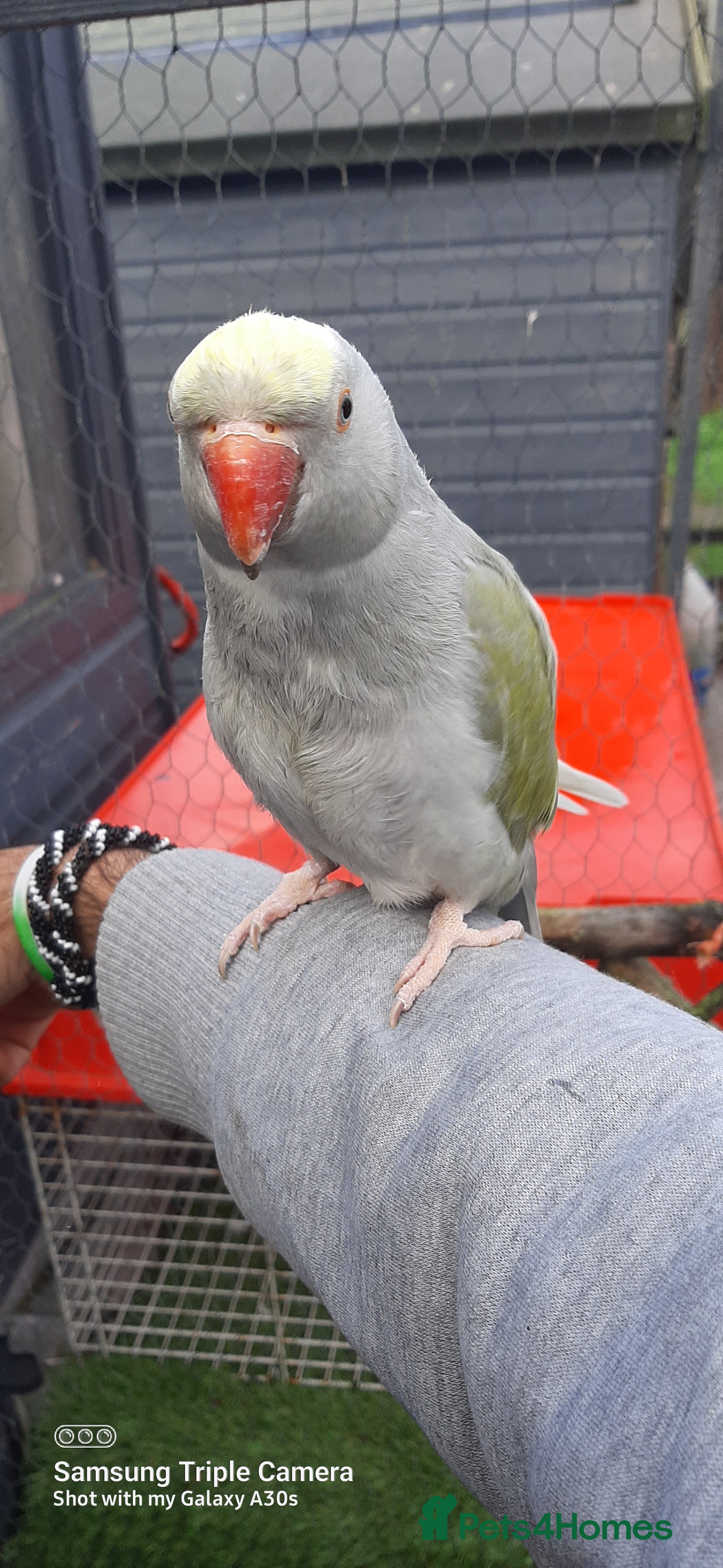 Parrots birds Reingnack recessive pied palyfull  - Advert 10
