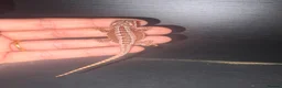 Bearded Dragon reptiles for sale: 100% red monster bearded dragon babies🐉 - Advert 20