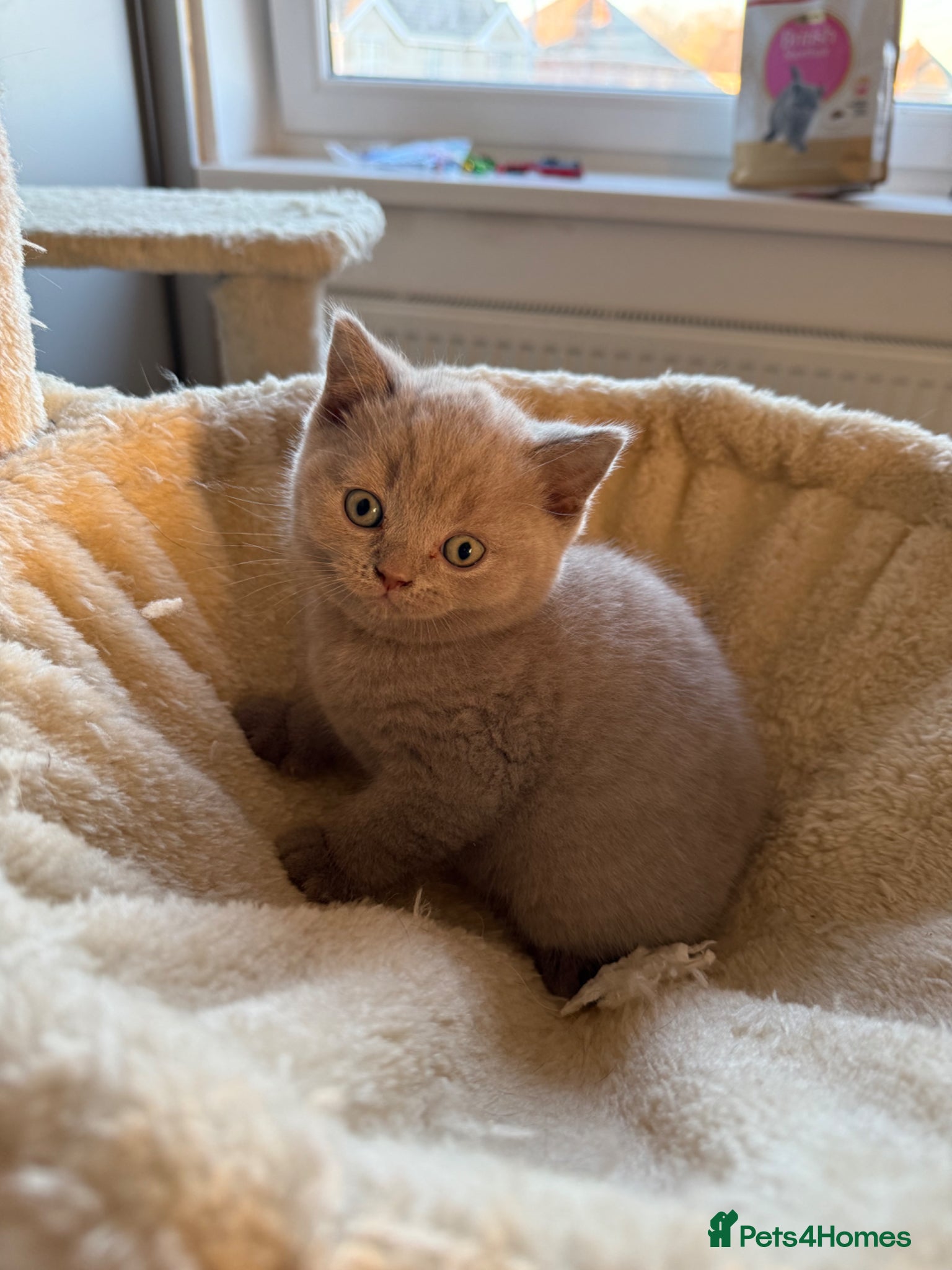 Scottish Fold cats LAST little beauty left🤩 - Advert 6