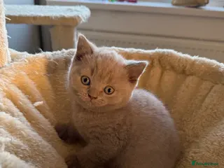 Scottish Fold cats LAST little beauty left🤩 - Advert 6