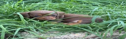 Dachshund dogs for sale: Beautiful mini dachshunds - Advert 5