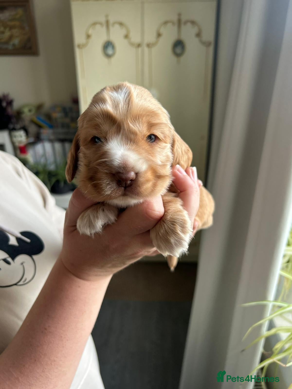 Cocker Spaniel dogs Kc registered cocker spaniel puppies  - Advert 2