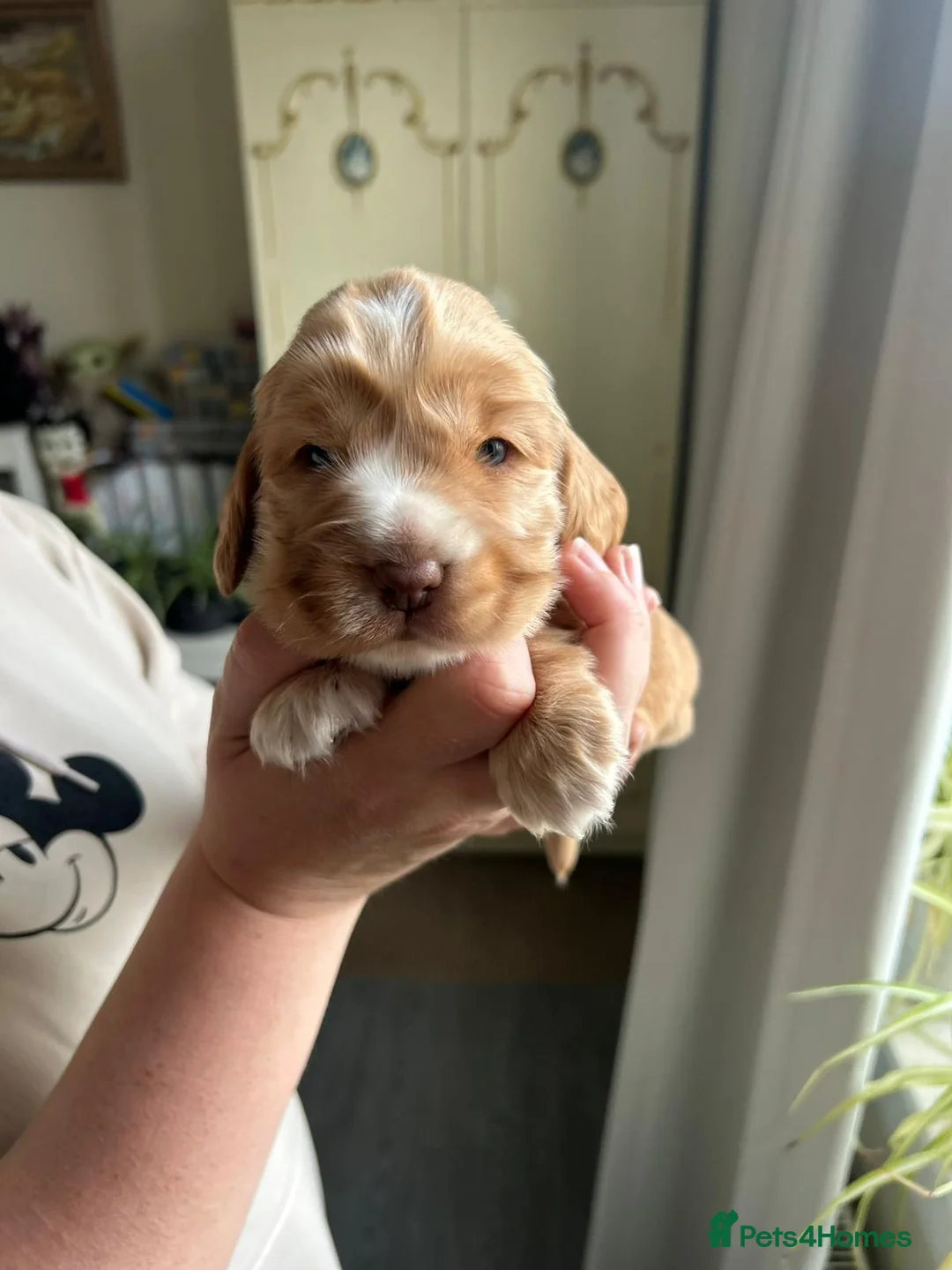 Cocker Spaniel dogs for sale: Kc registered cocker spaniel puppies  in Leven - Advert 2