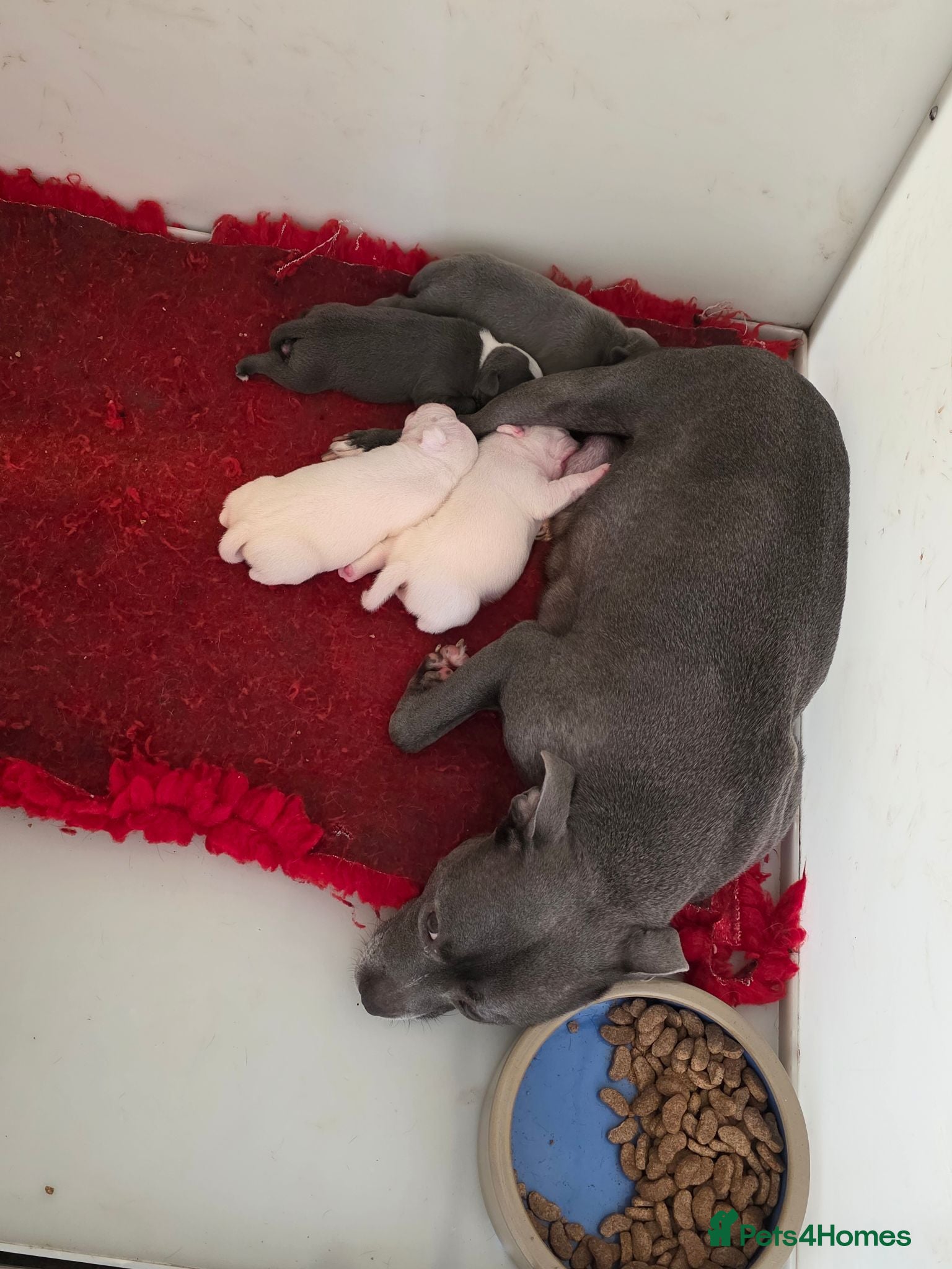 Staffordshire Bull Terrier dogs Kc staffordshire bull terrier puppies  - Advert 2