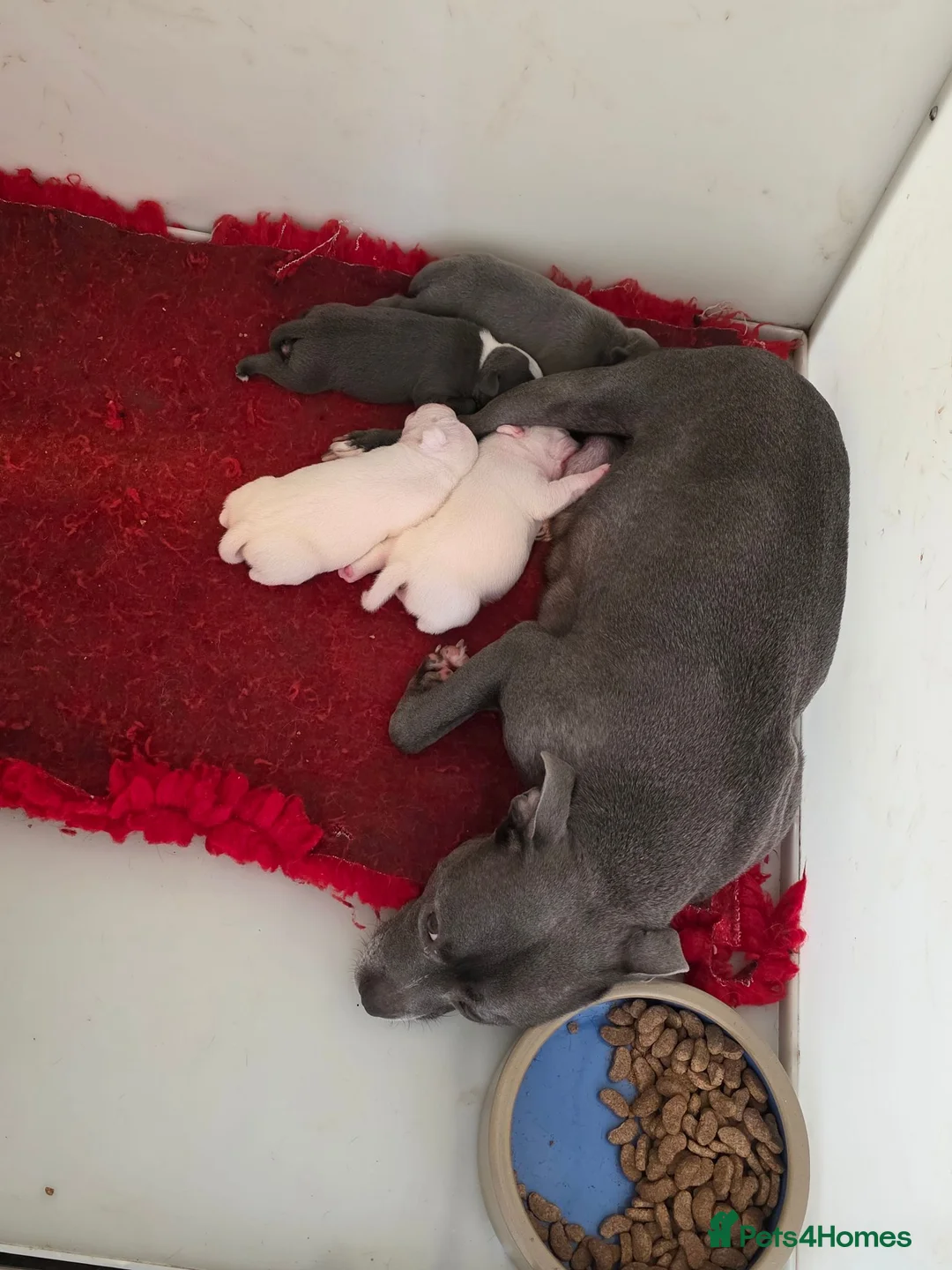Staffordshire Bull Terrier dogs for sale: Kc staffordshire bull terrier puppies  - Advert 2