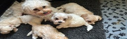 Maltipoo dogs for sale: Stunning Apricot Maltipoos  - Advert 1