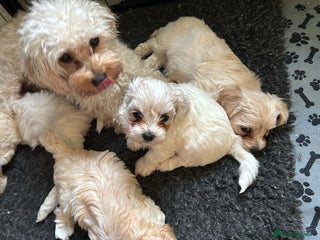 Maltipoo dogs Stunning Apricot Maltipoos - Advert 9