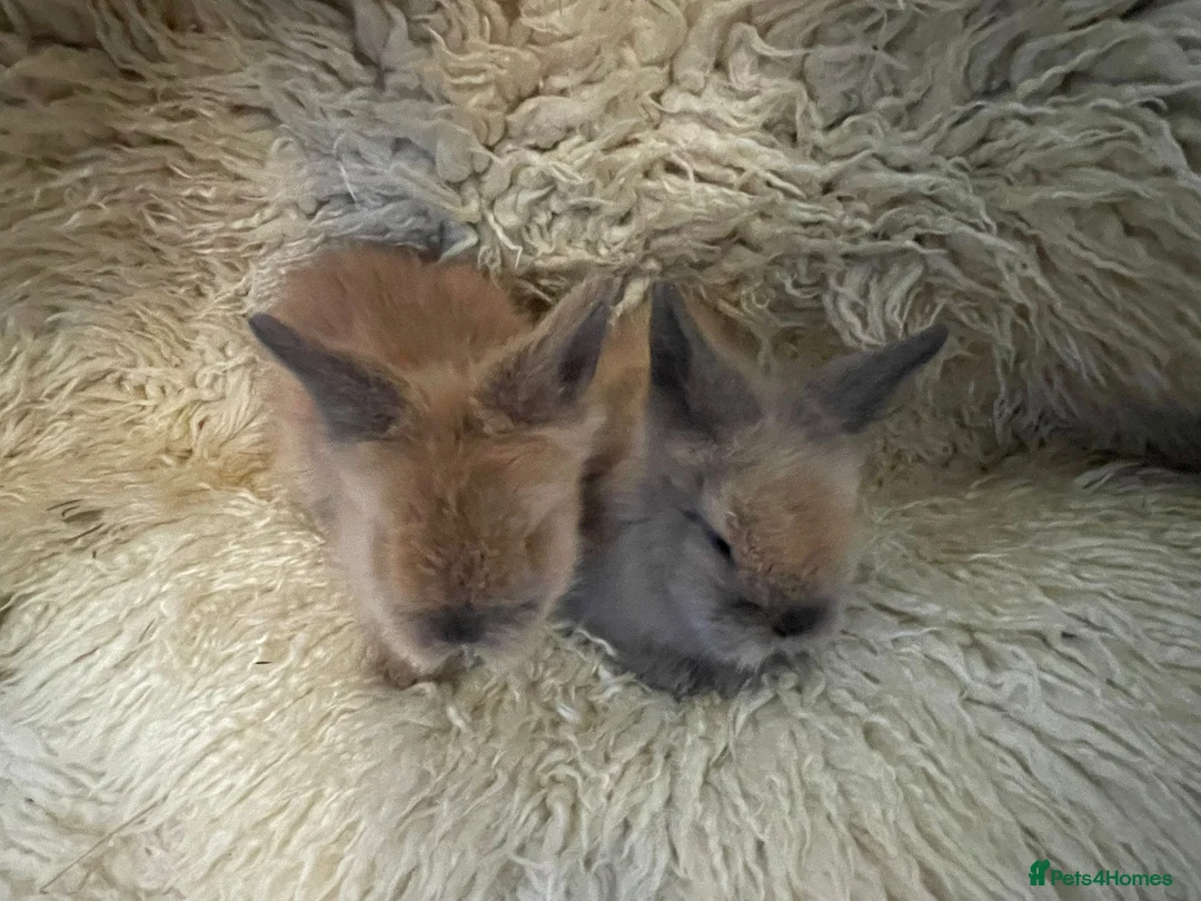 Mini Lion Lop rabbits for sale: Mini lionhead lop and teddy bear cross  - Advert 4