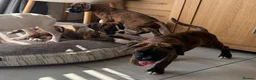 Boxer dogs for sale: boxer puppies for sale ***READY TO LEAVE NOW*** - Advert 11