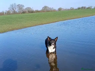 Border Collie dogs Ozzie in need of a new home :( - Advert 1