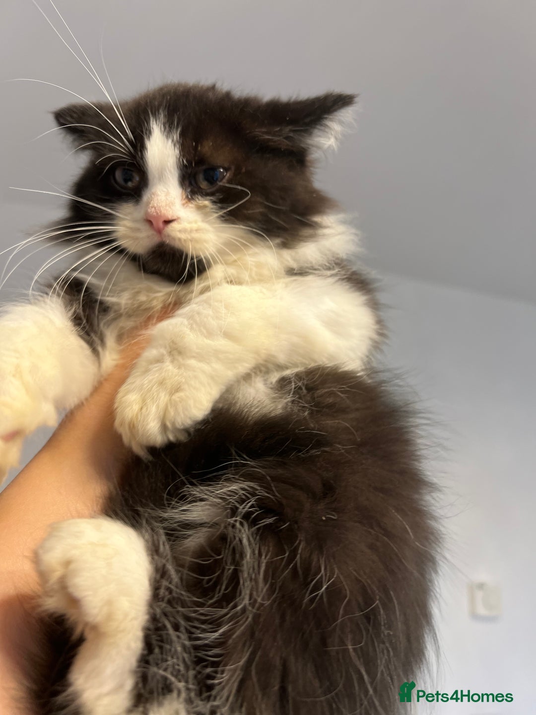 British Shorthair cats for sale: British short hair mixed kittens  - Image 13