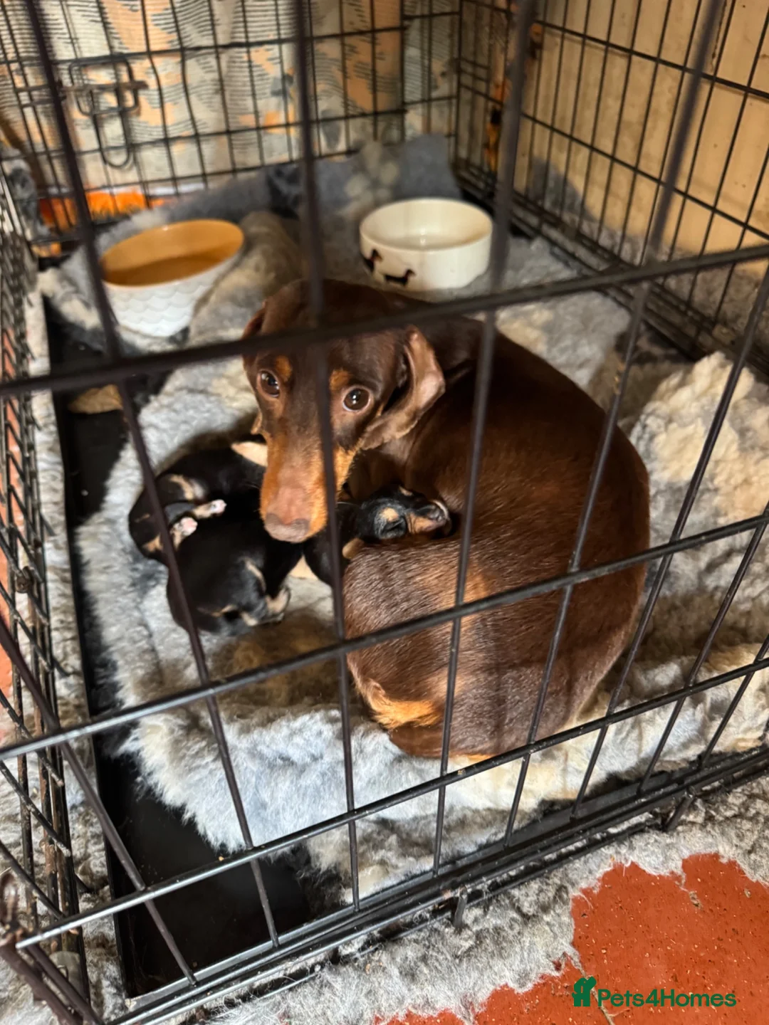Mixed Breed dogs for sale: Norfolk x mini Dachs puppies - Advert 1