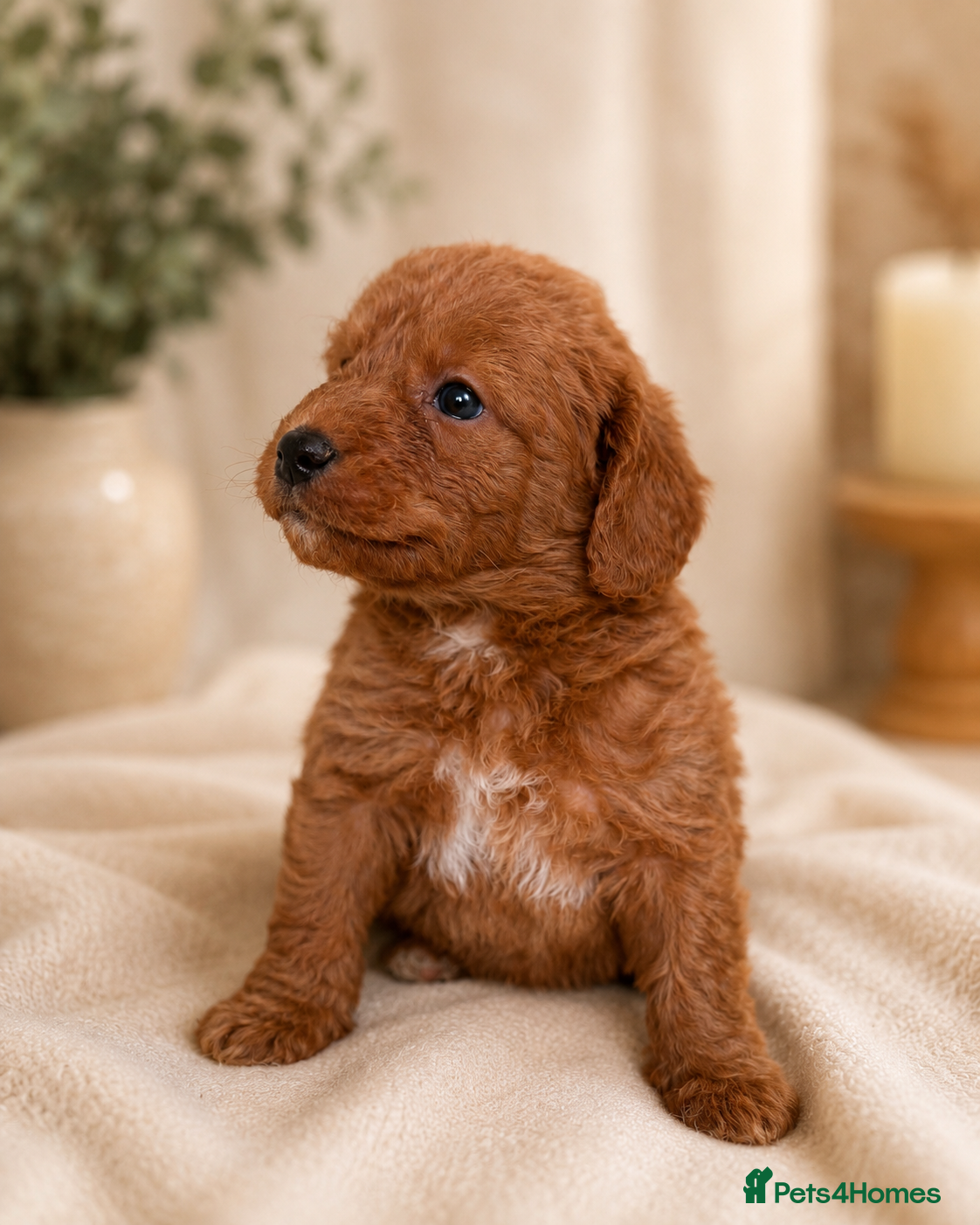 Labradoodle dogs F1 Miniature Labradoodles  - Advert 2