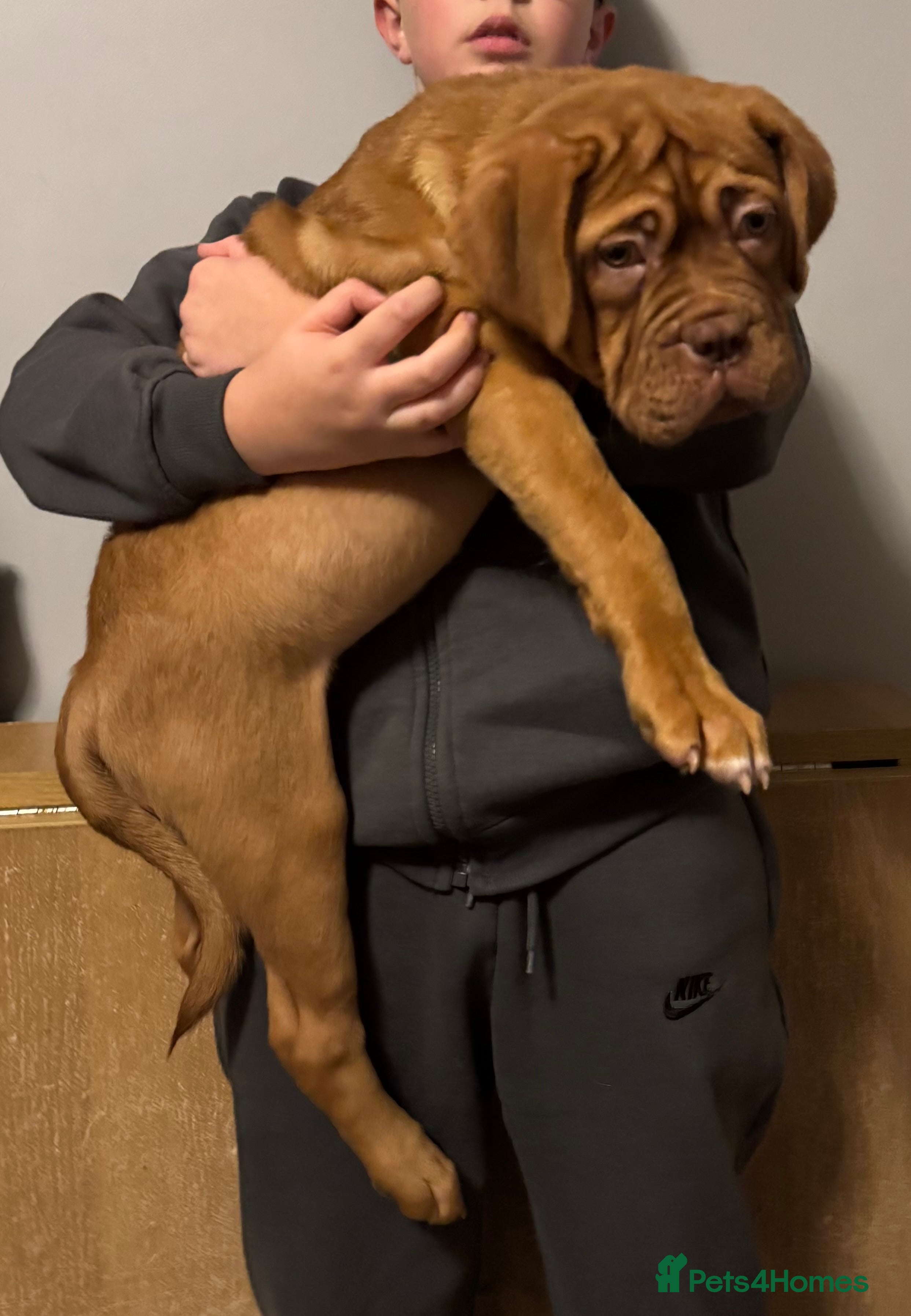 Dogue De Bordeaux dogs Ready to go last Outstanding Chunky KC DDB Puppy - Advert 3