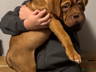 Dogue De Bordeaux dogs Ready to go last Outstanding Chunky KC DDB Puppy - Advert 3