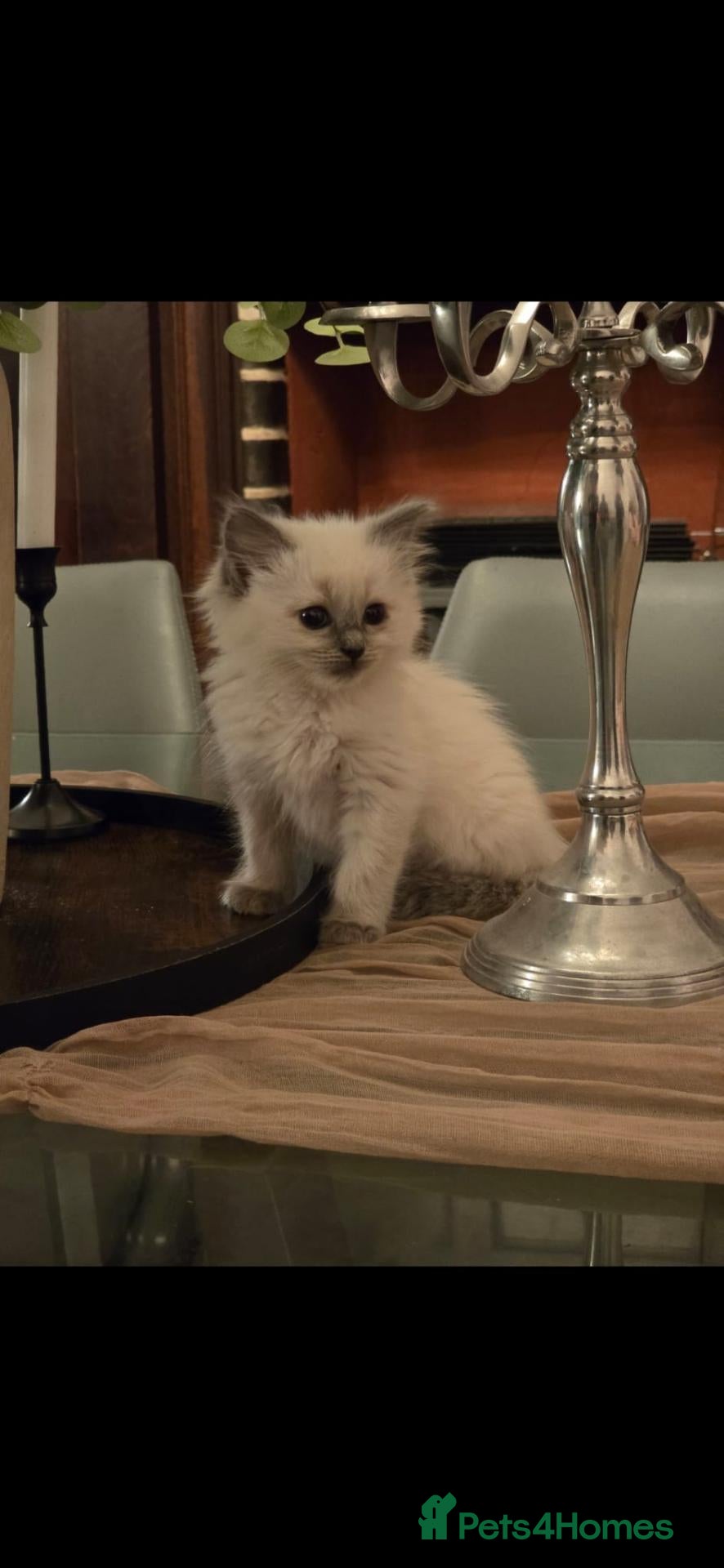Ragdoll cats for sale: Beautiful Blue Ragdoll Kittens 2 Boys & 3 Girls - Advert 5