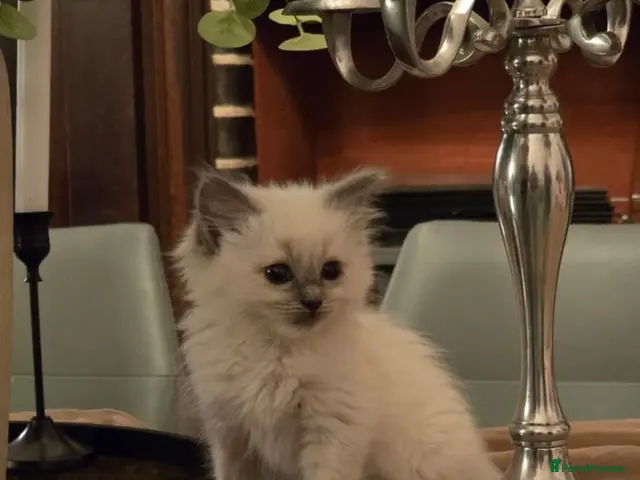Ragdoll cats for sale: Beautiful Blue Ragdoll Kittens 2 Boys & 3 Girls - Advert 5