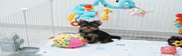 Yorkshire Terrier dogs for sale: Adorable KC reg: girl 💕 - Advert 18