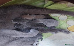 Scottish Fold cats for stud: Scottish Fold Straight ear B blood group for stud in Newark - Image 7