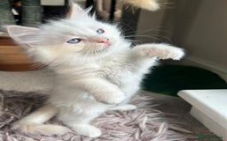 Ragdoll cats for sale: Pure longhair Ragdoll Kittens - Raised with Soul - Image 8