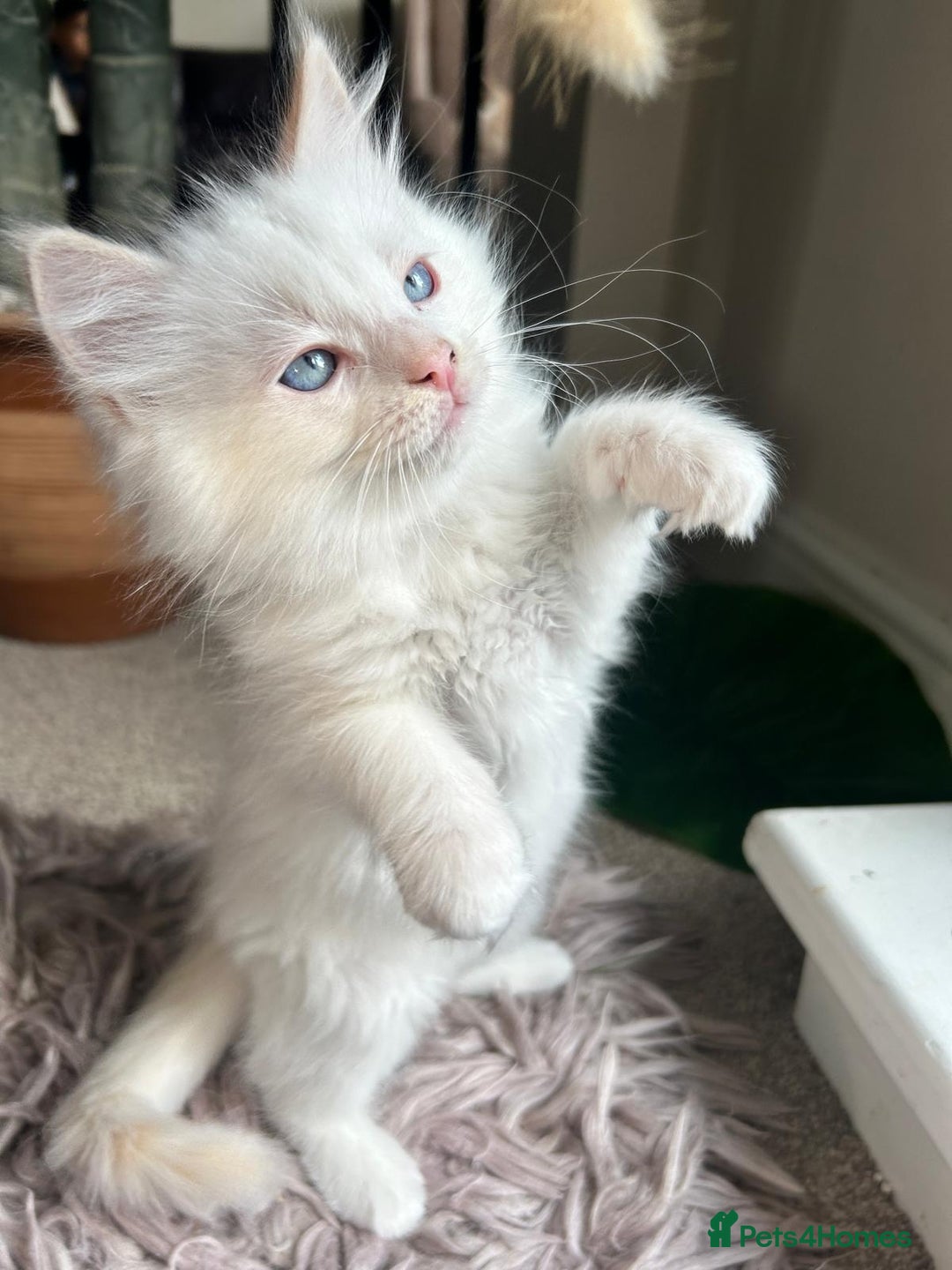 Ragdoll cats for sale: Pure longhair Ragdoll Kittens - Raised with Soul - Image 8