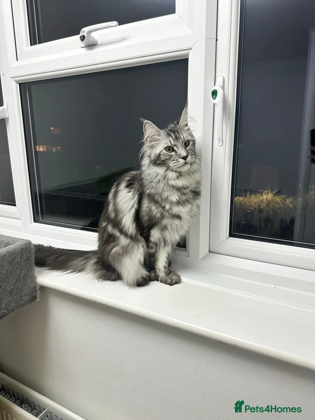 Maine Coon cats for sale: Registered Maine coon girl - - Advert 6