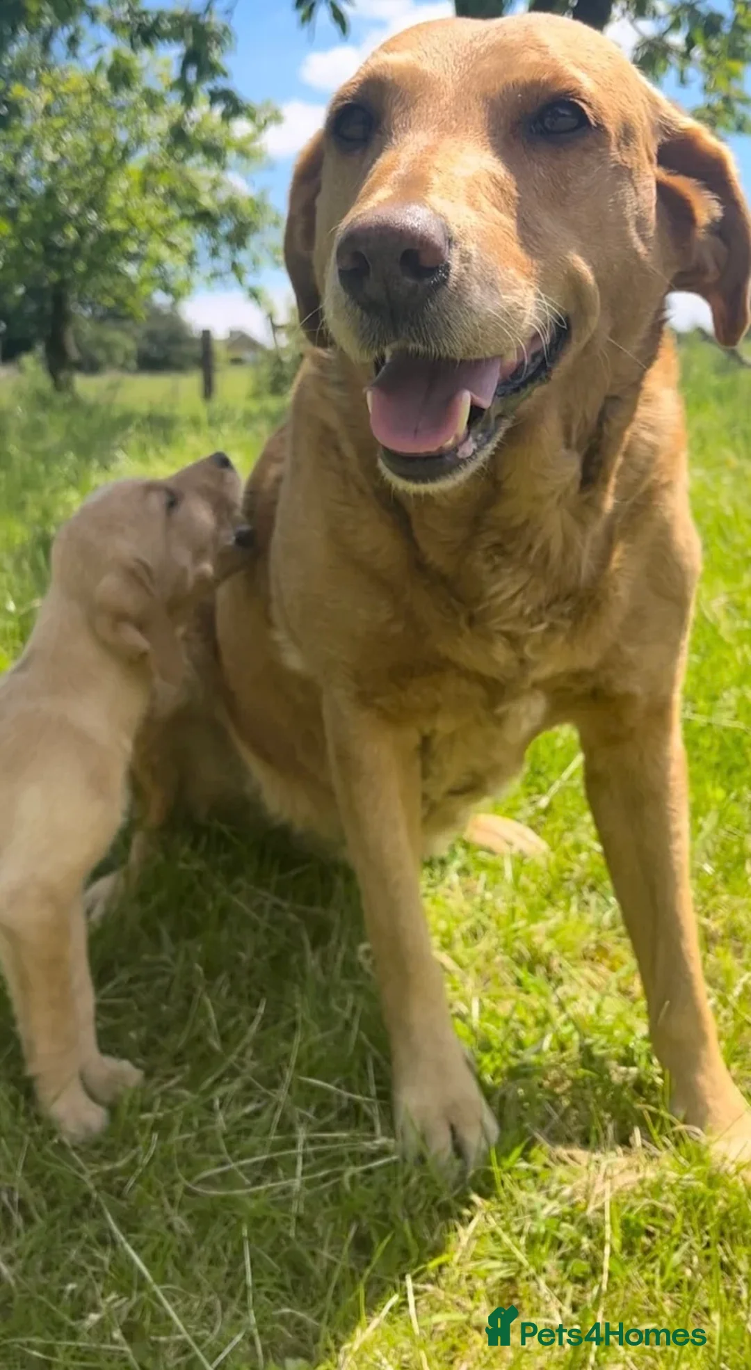 Labrador Retriever dogs for sale: Beautiful black Labrador  - Advert 6