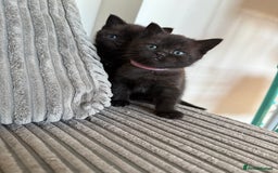 British Shorthair cats for sale: British shorthair kittens  - Image 9