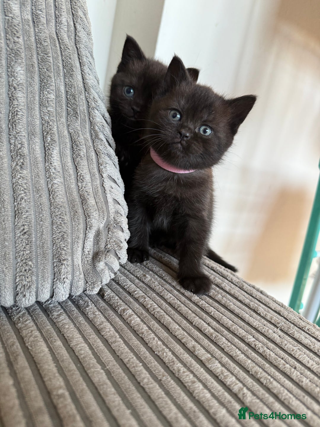 British Shorthair cats for sale: British shorthair kittens  - Image 9