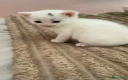Mixed Breed cats for sale: Ragdoll x kittens - Image 2