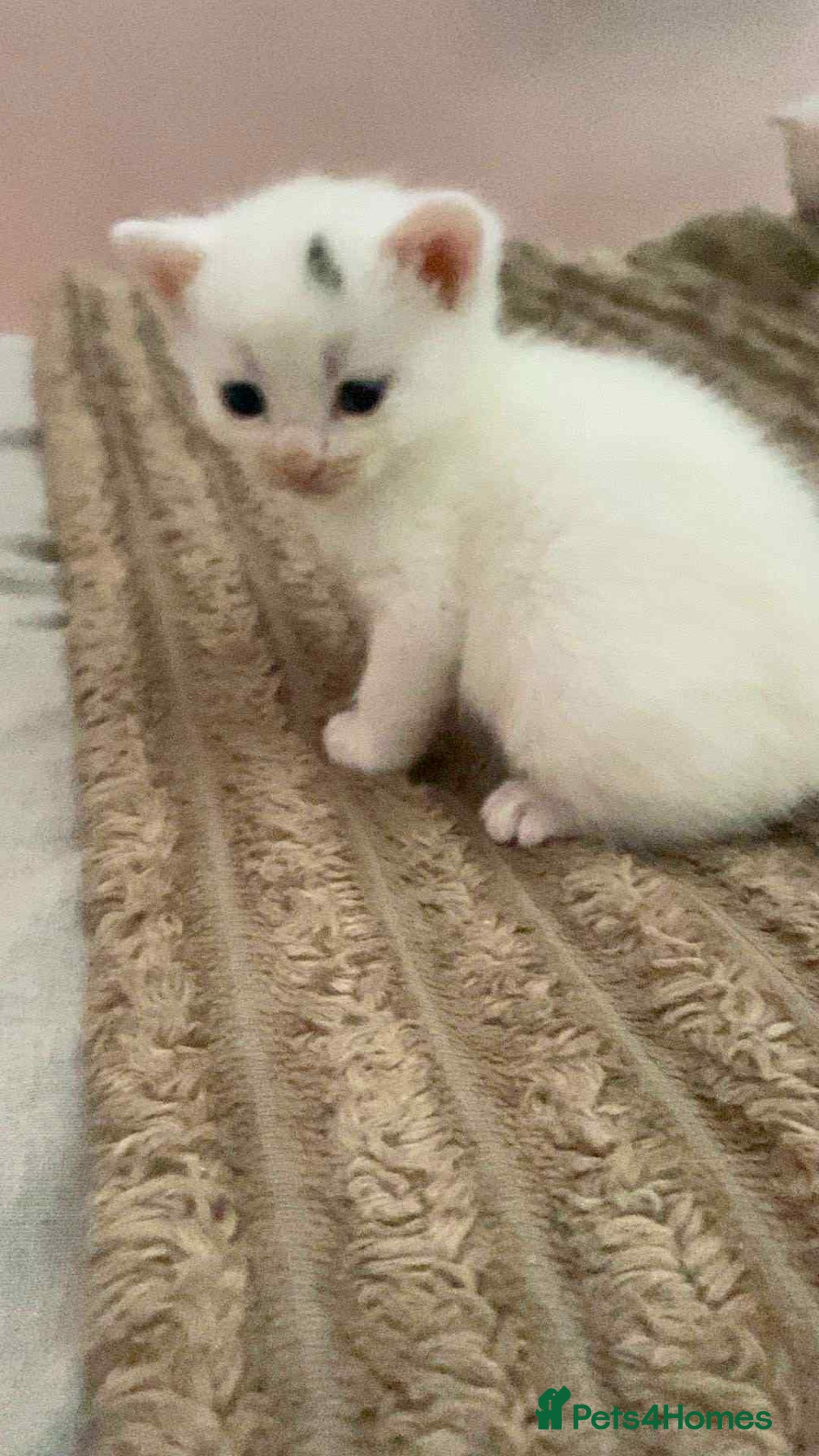 Mixed Breed cats for sale: Ragdoll x kittens - Image 2