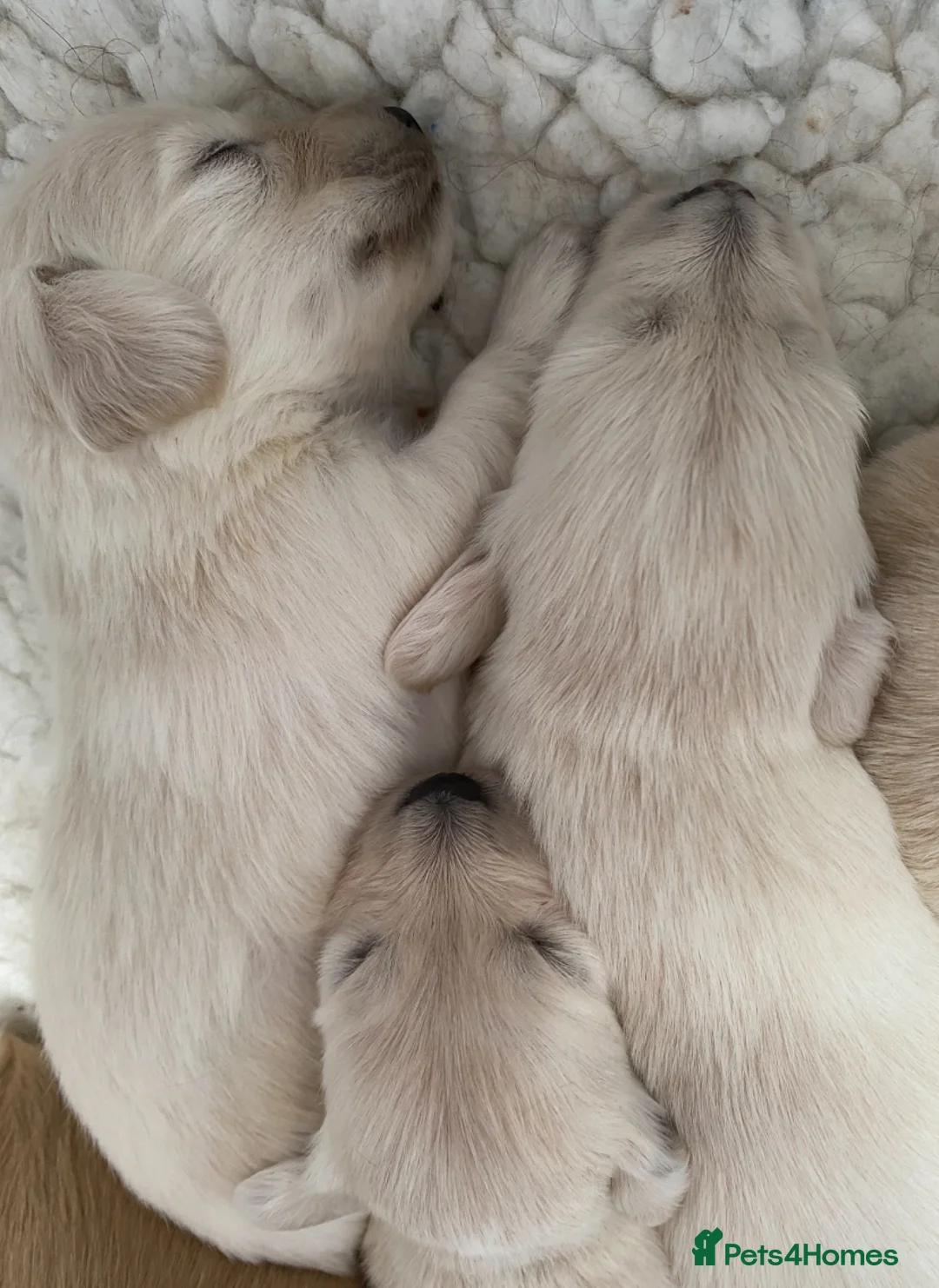 Miniature Dachshund dogs for sale: 🤍Clear Creams kc reg 🤍last boy - Advert 2