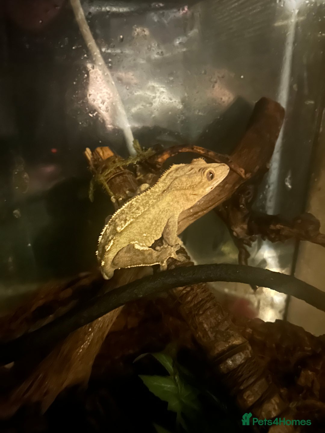 Gecko reptiles for sale: crested gecko - Advert 1