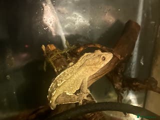 Gecko reptiles crested gecko - Advert 1