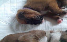Boxer dogs for sale: Beautiful/Stunning Pedigree Boxer Puppies  - Image 9