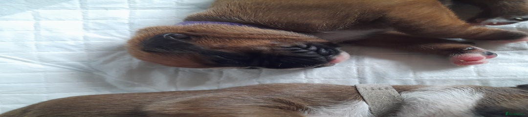 Boxer Puppy Purple collar 
