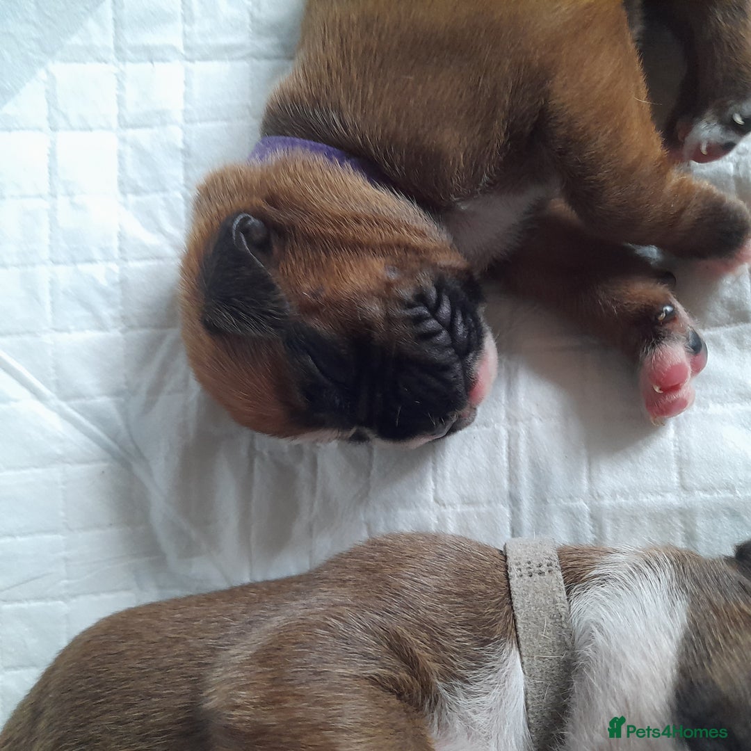 Boxer dogs for sale: Beautiful/Stunning Pedigree Boxer Puppies  - Image 9