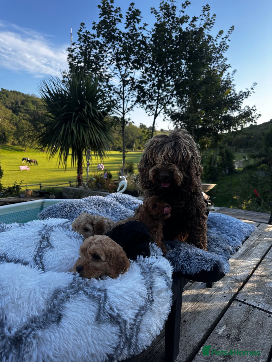 Cockapoo dogs for sale: Lovely litter cockapoo  - Image 11