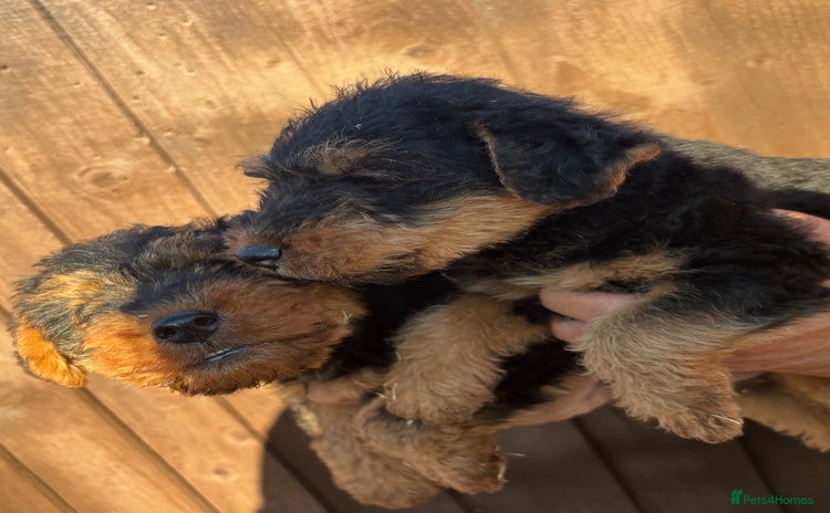 Welsh Terrier dogs - Advert 1