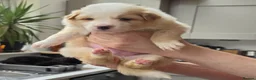 Border Collie dogs for sale: Beautiful EE-Red/Golden Long Haired Border Collies - Advert 9