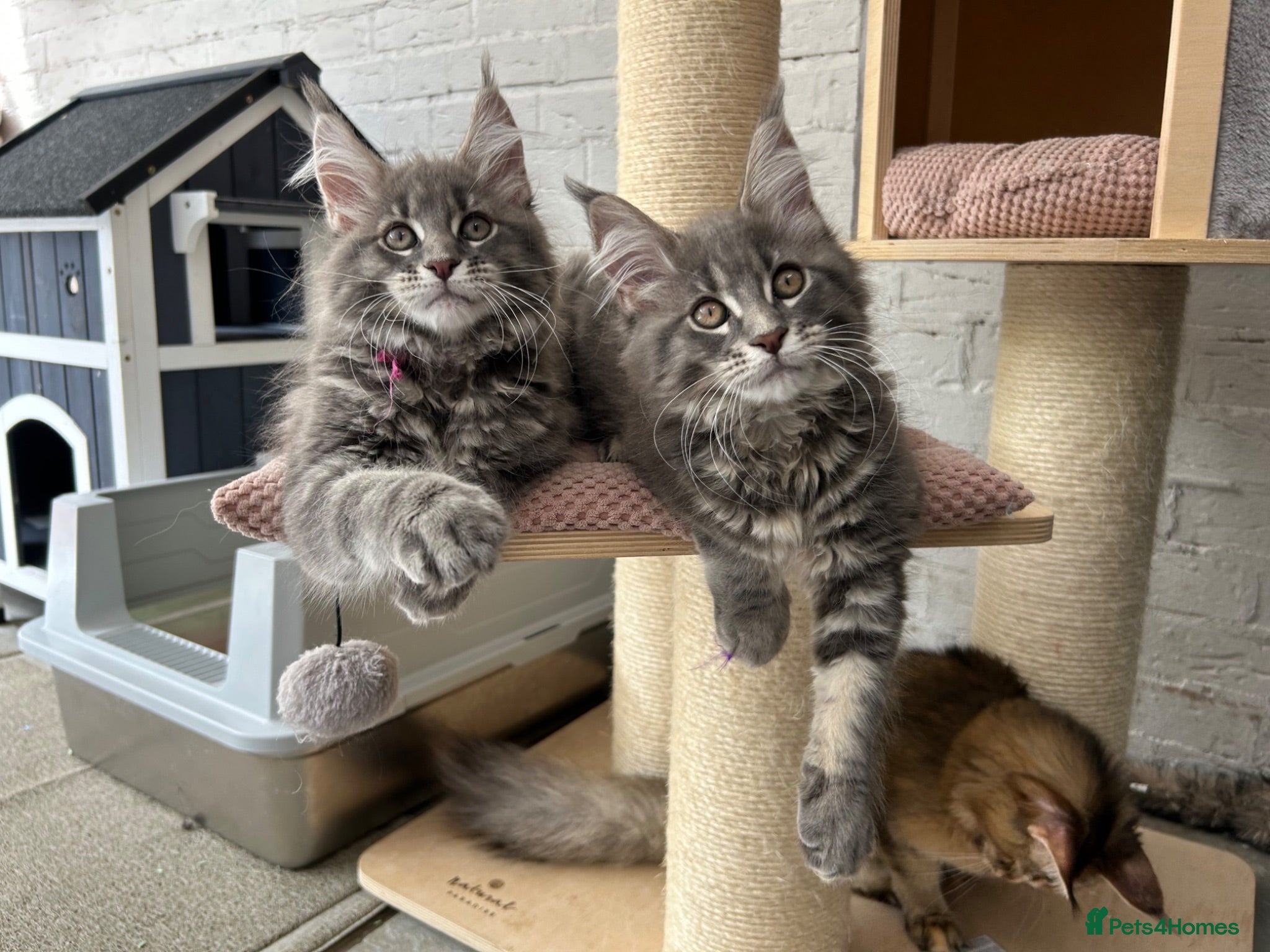 Maine Coon cats XXL Blue Maine Coon Kittens TICA Registered - Advert 1