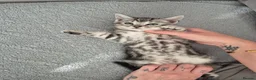 Mixed Breed cats for sale: Mixed bengal kittens - Advert 27