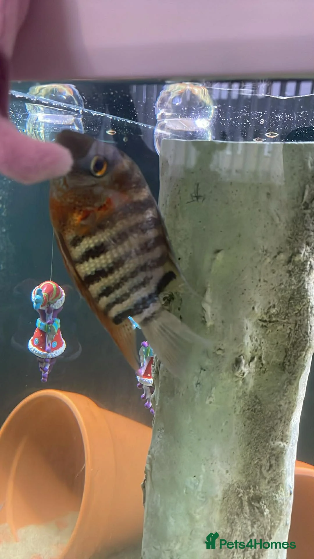 Cichlids fish for sale: Amazing severums available  - Advert 3