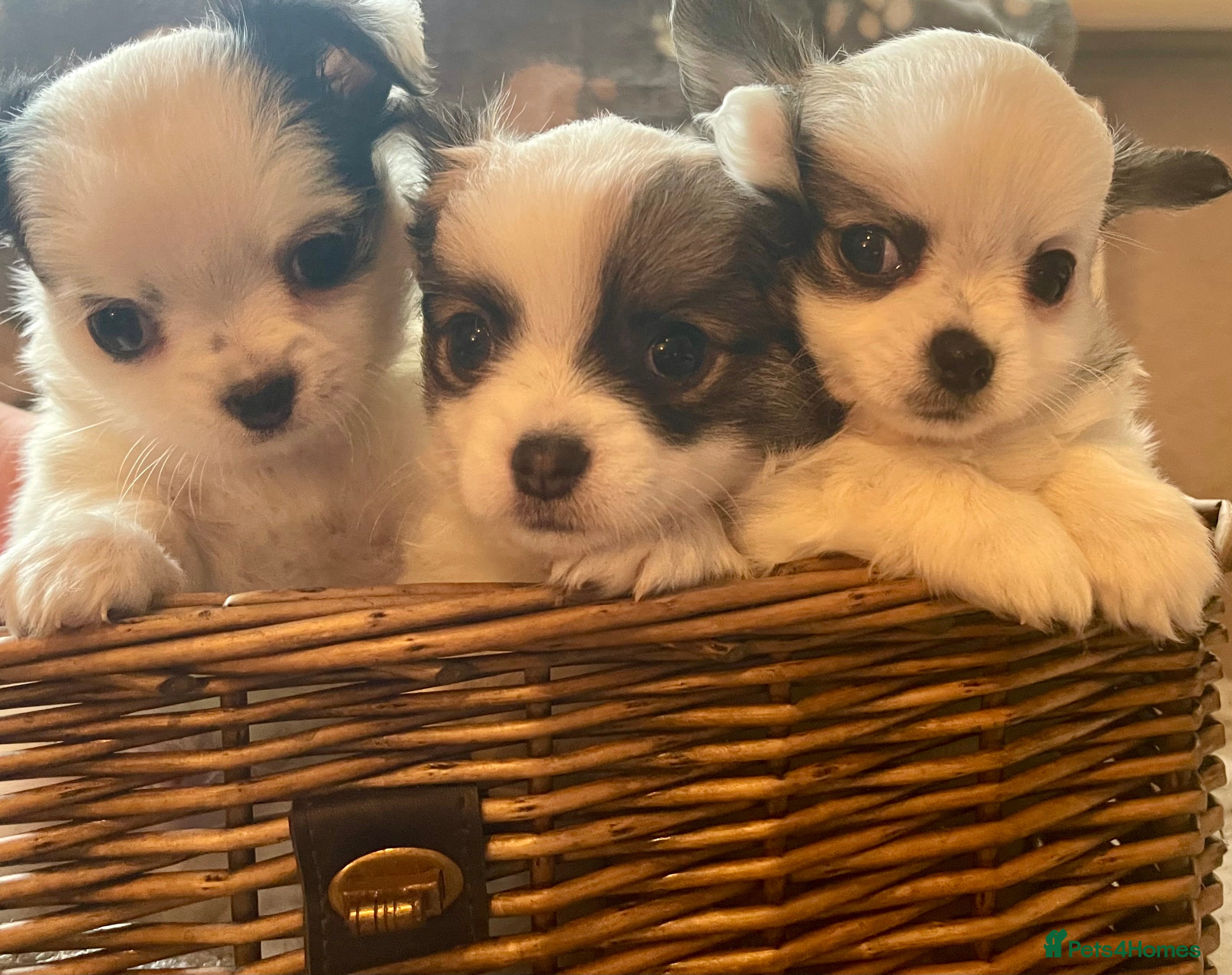 Chihuahua dogs 💙BEAUTIFUL LONG COAT BOYS 💙 - Advert 3
