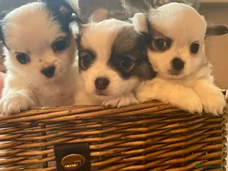 Chihuahua dogs 💙2 LONG COAT BOYS LEFT 💙 - Advert 3