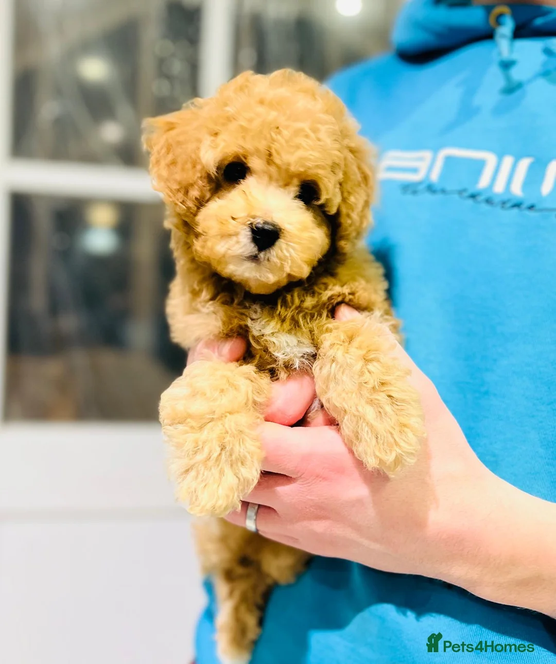 Cavapoo dogs for sale: Stunning F1b Cavapoo puppies  - Advert 2