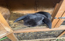 English rabbits for sale: Rabbits for rehoming  - Image 8