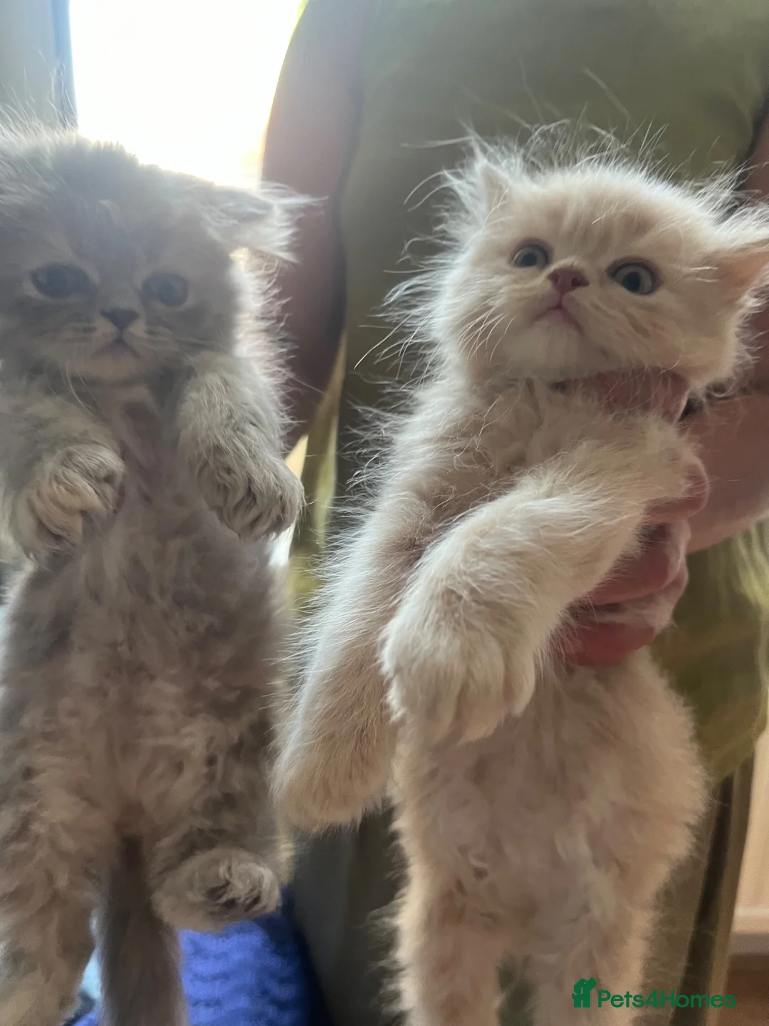Persian cats for sale: 5 Beautiful Persian Kittens 💕🐾💙 - Advert 2
